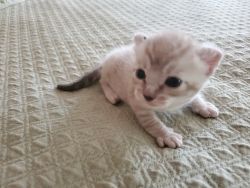 Savannah/Bengal Kittens born July 14