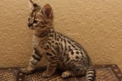 Savannah Kitten Available