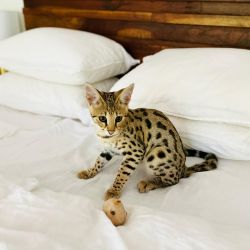 Loely Savannah Kittens For Sale
