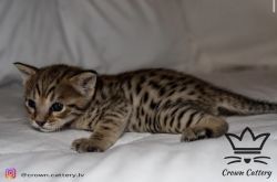F4 Savannah Kitten