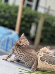Savannah Kittens Forsale