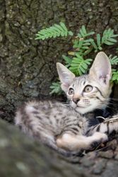 Exotic Savannah Kittens