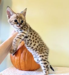 Adorable Female Savannah Kitten Seeking a Loving Home