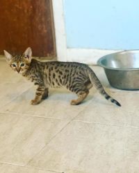 Pure Breed Savannah Kittens For Sale Now