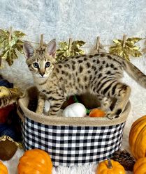 Male & Female Savannah Kittens For Sale