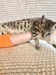 Awesome Male & Female Savannah Kittens For Caring Homes Now