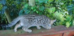 Savannah f4 jungle cat hybrid kitten female