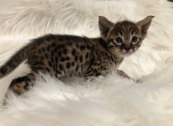 Adorable F3 Savanah Kitten For Sale