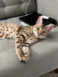 Male Savannah Kitten, 10 Months Old