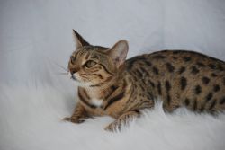 F4 adult female Savannah cats