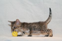 Adorable Savannah Male Kitten Available - F6SBT