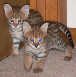 Serval And Savannah Kittens For Sale