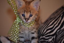 serval and savannah kittens (xxx) xxx-xxx4