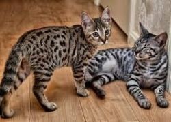 I have two beautiful Savannah kittens for adoption