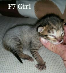F7 Savannah kittens