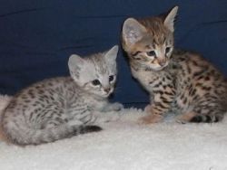 Serval, Ocelots, Savannah kittens for sale