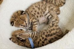 Stunning Savannah and Serval Kittens
