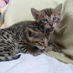 4X Gorgeous F5 Sbt Savannah Kittens