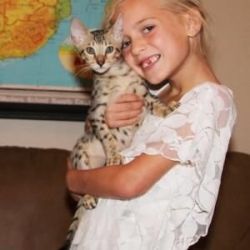 Savannah Cats and Kittens for sale
