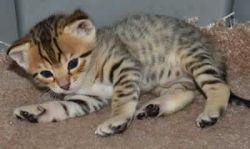 F7.sbt..brown Spotted Male Savannah Kitten..