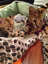Adorable Savannah kittens and cats