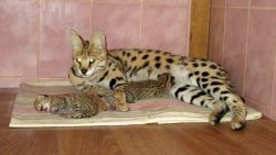 Beautiful serval for new home