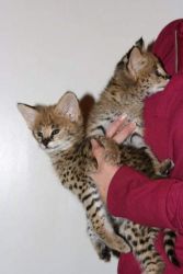 Cute male and female Savannah Kittens