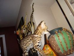 savannah and bengal kittens Available