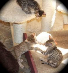 beautiful savannah kittens for good homes