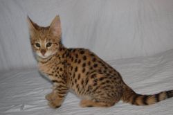 Exotics serval and savannah f1 for sale