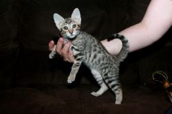Adorable Savannah Kittens Available