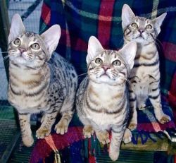 Tica Registered Savannah Kittens For Sale