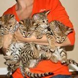 Savannah and serval kittens available for sale