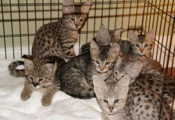 Serval and savannah kittens for sale