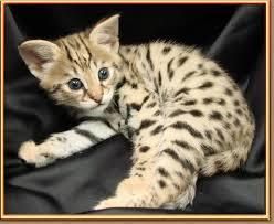 Cute Male and female Savannah Kittens available