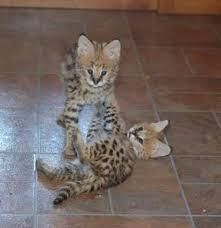Charming savannah Kittens Available