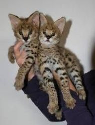 Registered Savannah Kittens Available
