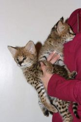 Preciuos F1 Savannah Kittens Available