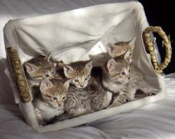 Friendly Savannah Kittens