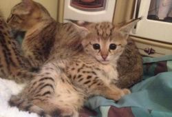 F1 Savannah kittens now ready to good home