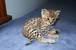 Savannah Kittens Available Now Feel Free To Text