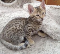 Stunning F4 Male Kitten savannah