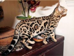 Well Socialized F1 And F2 Savannah Kittens