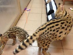 Cheetah , Serval , Caracal And Ocelot Kitten