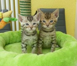 Superb F1-f4 Savannah Kittens Available!!!