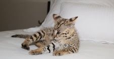 male and female Savannah Kittens for adoption