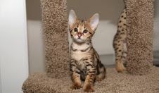Nice Savannah Kittens Available.