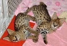 Cute Savannah Kittens Available