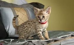 Healthy Savannah Kittens Available