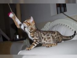 Tica Registered Savannah Kittens Available